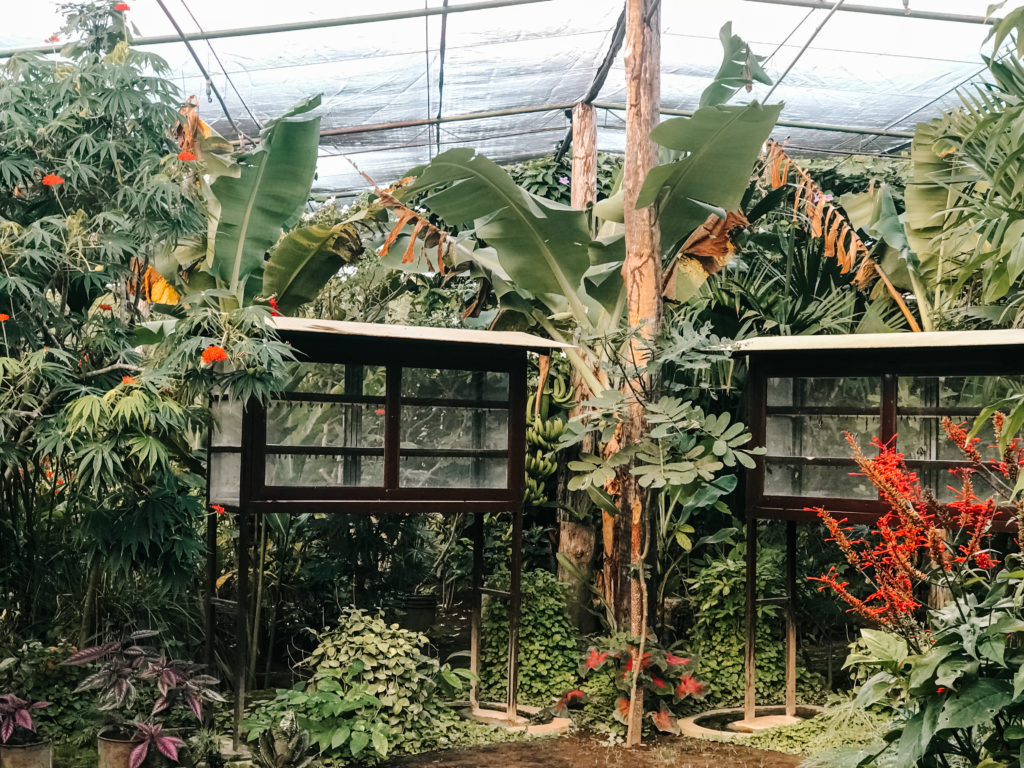 Charco Verde Schmetterlingsfarm Isla Ometepe Nicaragua